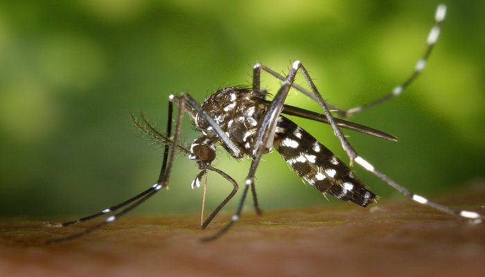 इस साल डेंगू है और ज़्यादा खतरनाक, रखें खास ख्याल